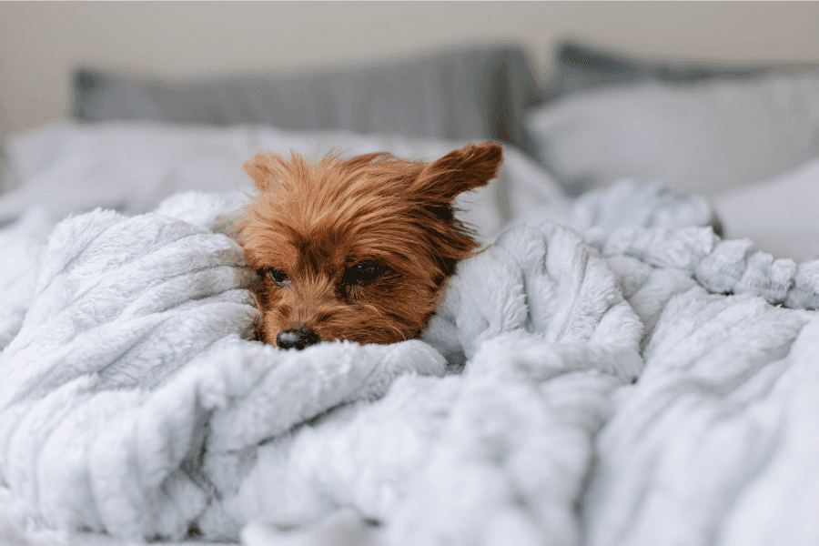 犬を飼うとゴキブリは増える?減る?