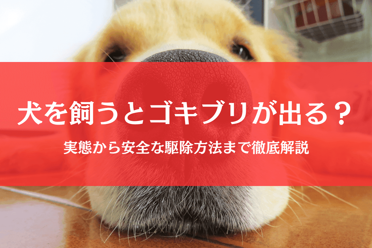 ゴキブリは犬がいる家で大量発生する?実態と安全な駆除法を徹底解説