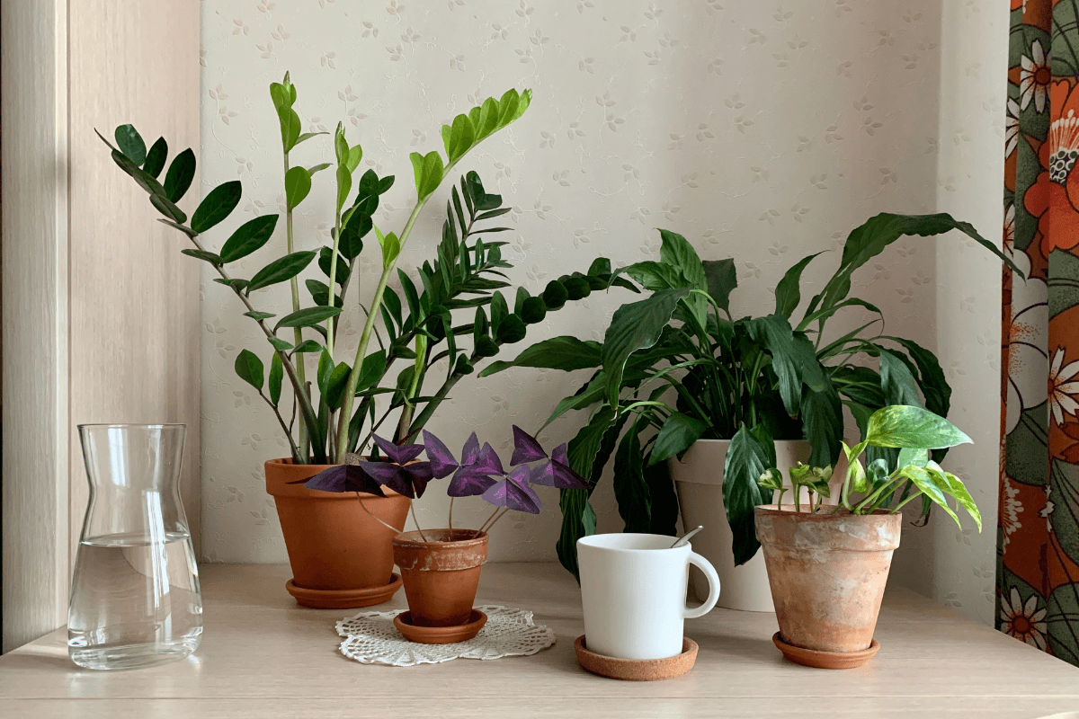 ゴキブリ対策に観葉植物としてハーブを玄関に置くメリット
