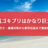 沖縄のゴキブリはサイズが違う？生息数・特徴・遭遇対策まで徹底ガイド