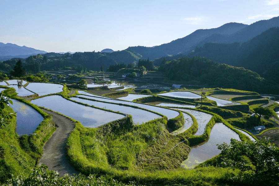 スズメバチを食べる地域とは?