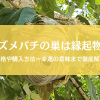 スズメバチの巣は縁起物？気になる値段からスピリチュアルな意味まで徹底調査