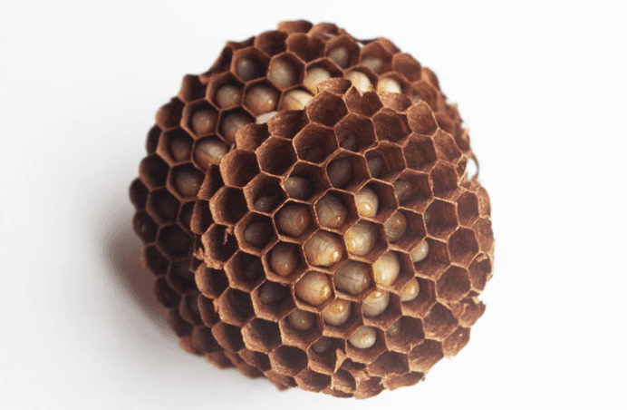 スズメバチの成虫は幼虫の分泌液を食べてる?