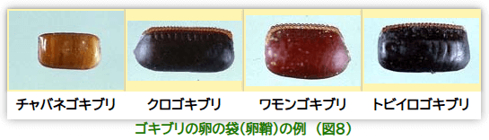 各種ゴキブリの卵(卵鞘)
