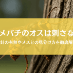 スズメバチのオスは針がないから刺さない？メスとの見分け方も徹底解説