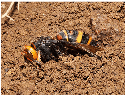 土の中で冬眠するヒメスズメバチの女王蜂
