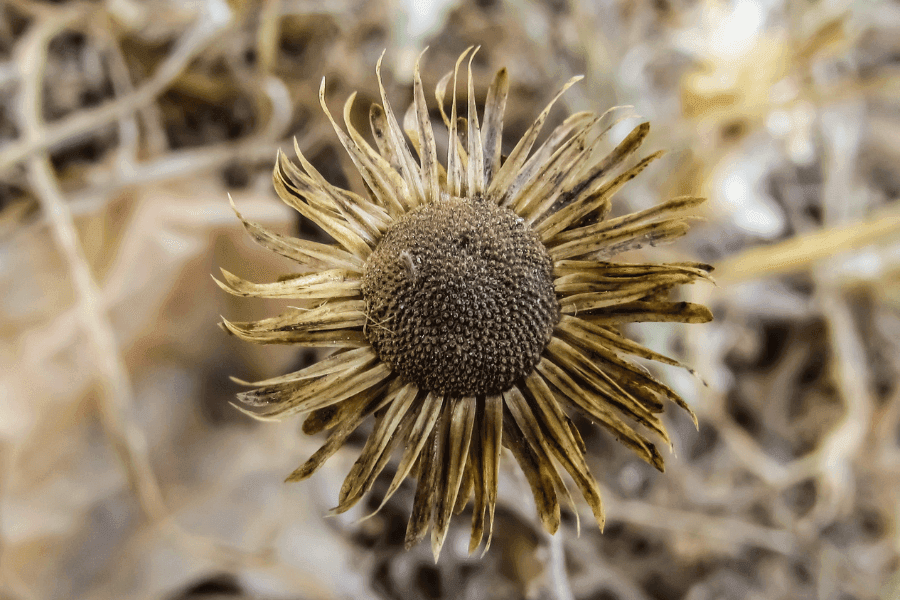 ハエが絶滅したら起こる影響｜メリット・デメリットの両面を解説