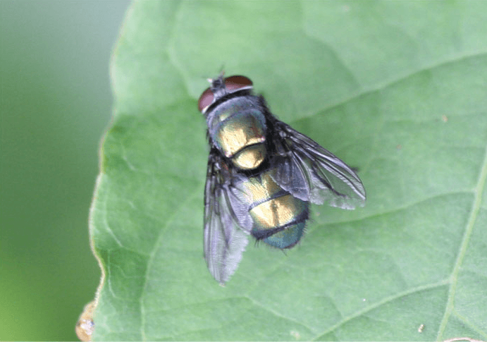 銀蝿って絶滅したの？