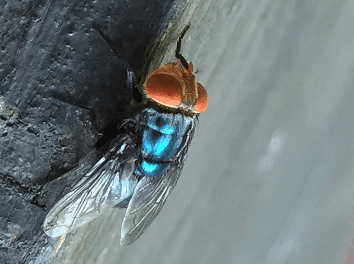 恐怖の殺人蠅ラセンウジバエとは？