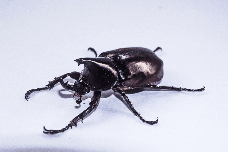 ゴキブリが平気な人はカブトムシと同じだと思ってる?