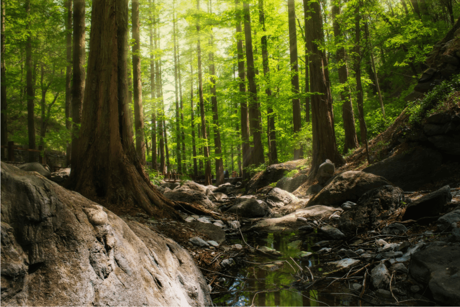 ゴキブリのメリットを理解する