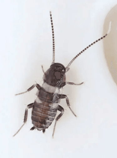 キッチンでゴキブリの赤ちゃんやフンを見つけたら考えられる可能性