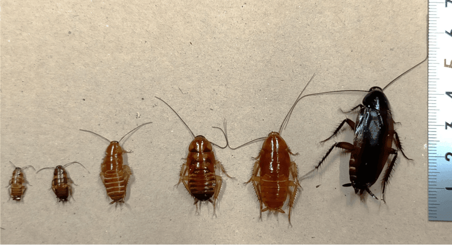 ゴキブリの幼虫は飛ぶのか