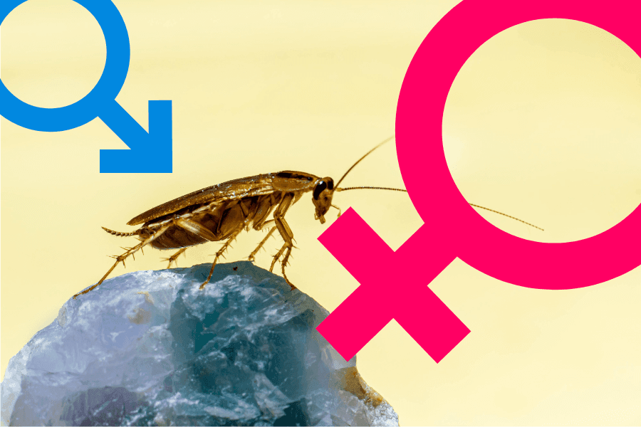 ゴキブリで飛ぶのはメスだけって本当?