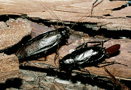 ヤマトゴキブリの特徴とは