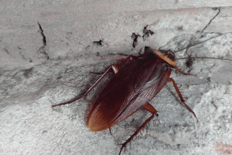 そもそもゴキブリって羽があるの?