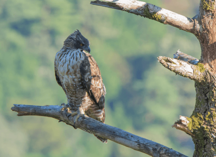 ハチクマとクマタカの見分け方