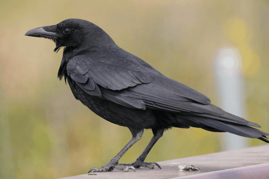 スズメバチにとってカラスも天敵?