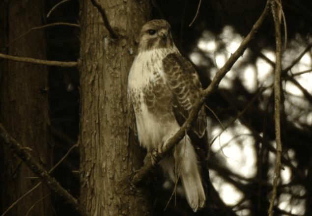 ノスリってどんな生き物?