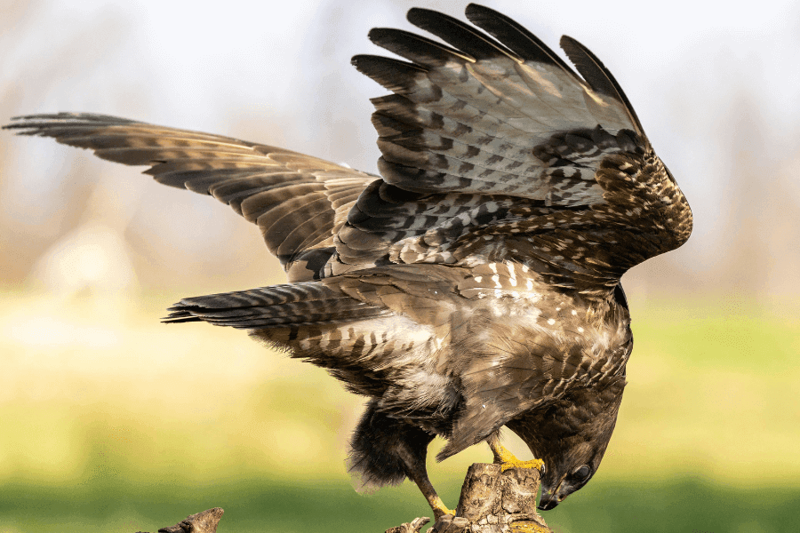 ハチクマは羽根のおかげでスズメバチに刺されない?