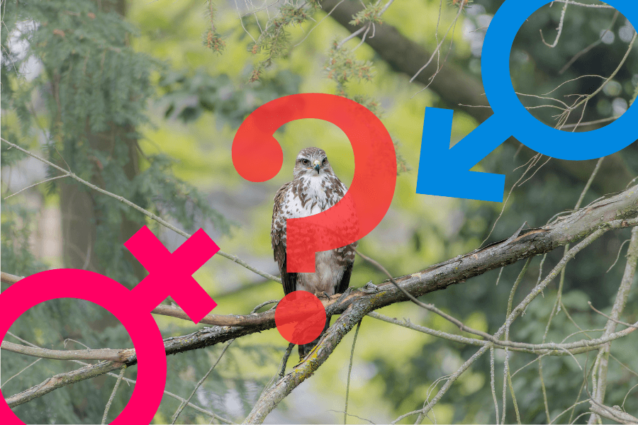 ハチクマのメスとオスの見分け方