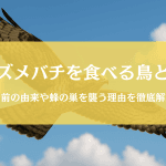 スズメバチを食べる鳥「ハチクマ」とは｜生息地～刺されない理由まで天敵に迫る
