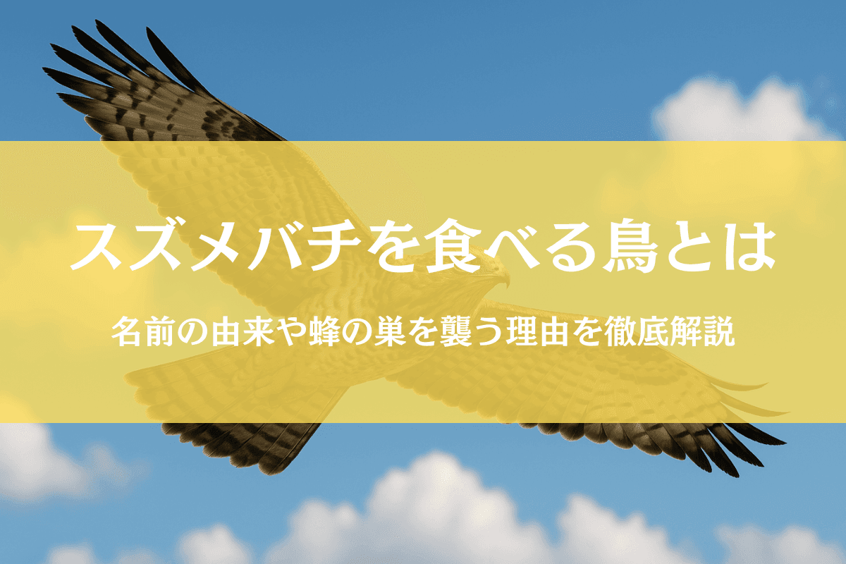 スズメバチを食べる鳥「ハチクマ」とは|生息地~刺されない理由まで天敵に迫る