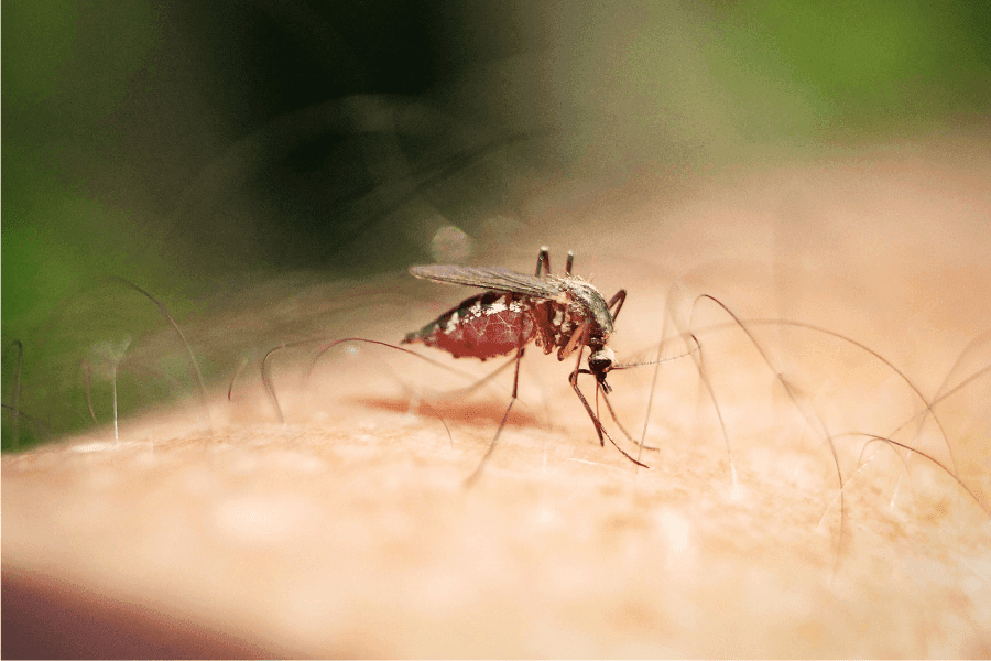 冬の蚊は刺す?それとも刺さない?
