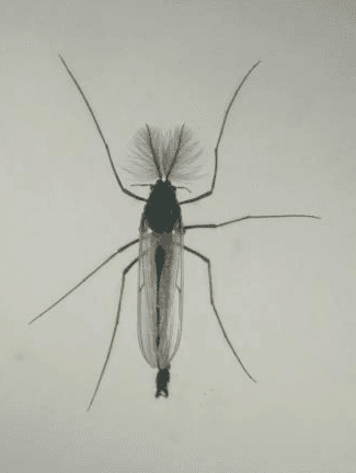 冬に見られる蚊みたいな虫の正体とは