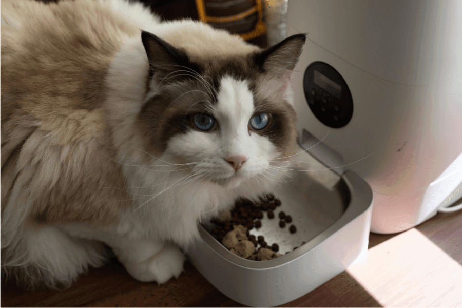 猫がゴキブリを食べることはあるのか？