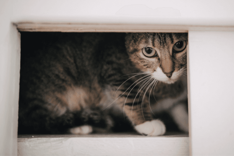 猫がゴキブリを怖がることはある？