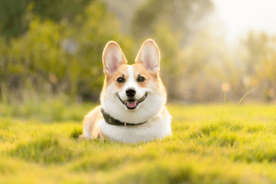 犬はゴキブリを食べる？