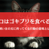 猫はゴキブリを食べるの？捕まえる＆持ってくる行動の意味を徹底解説