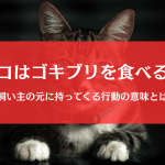 猫はゴキブリを食べるの？捕まえる＆持ってくる行動の意味を徹底解説