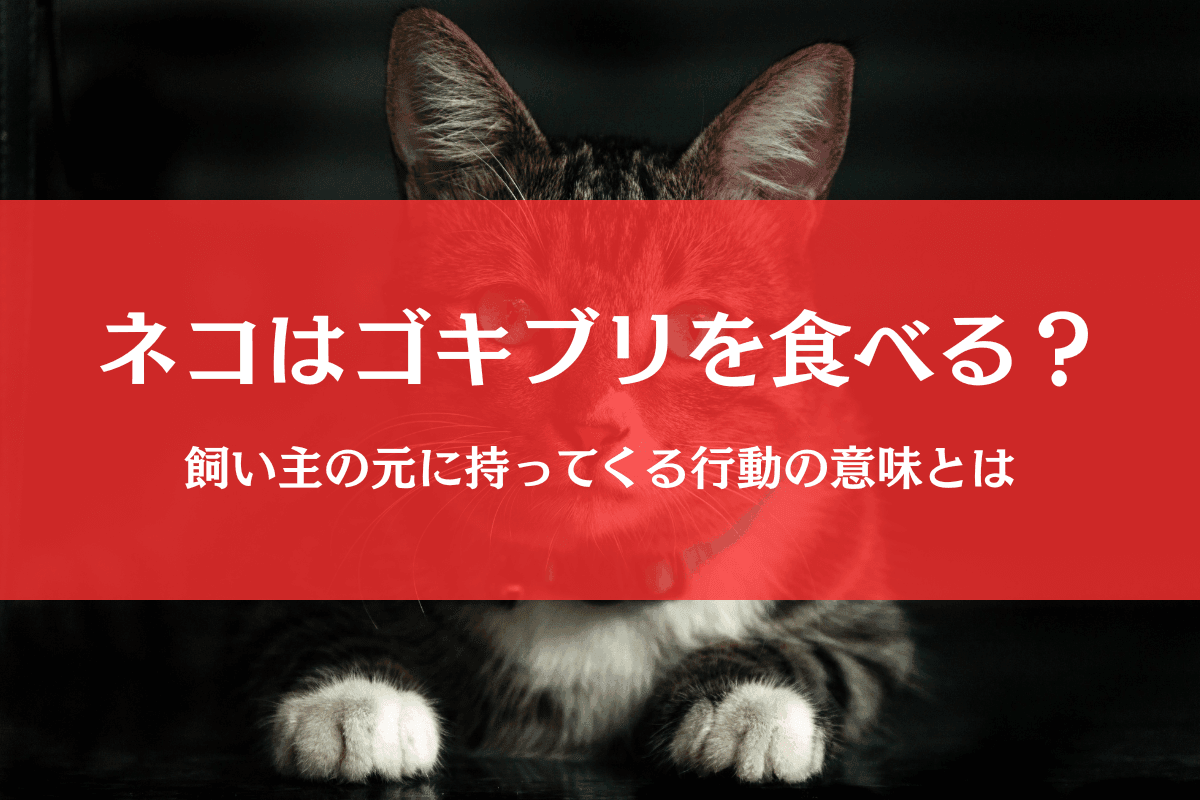 猫はゴキブリを食べるの？捕まえる＆持ってくる行動の意味を徹底解説
