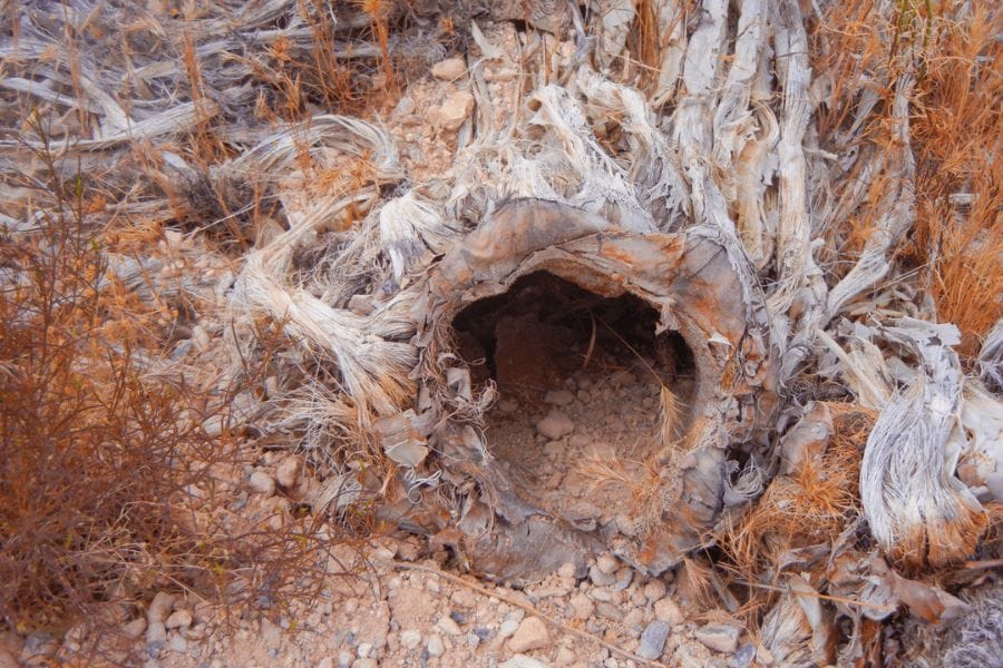 ゴキブリの巣はどこにあるのか