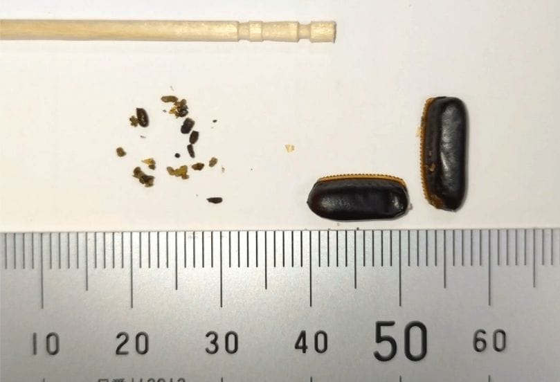 ゴキブリのフン・卵・足が布団で見つかった時の対処法