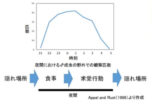 ゴキブリの生活スケジュール