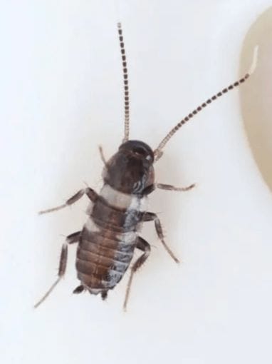 布団で小さいゴキブリの赤ちゃんがいた場合に考えられることとは