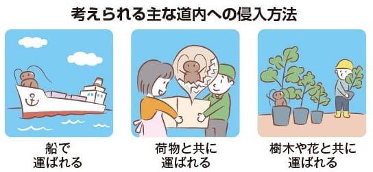 ゴキブリはどうやって北海道にやって来たのか？