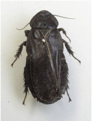 絶滅危惧種のオオゴキブリとは