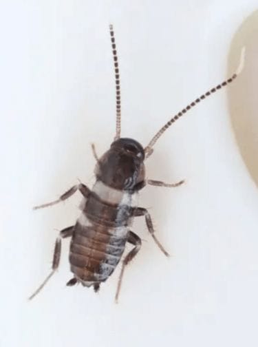 キッチンでゴキブリの赤ちゃんやフンを見つけたら考えられる可能性