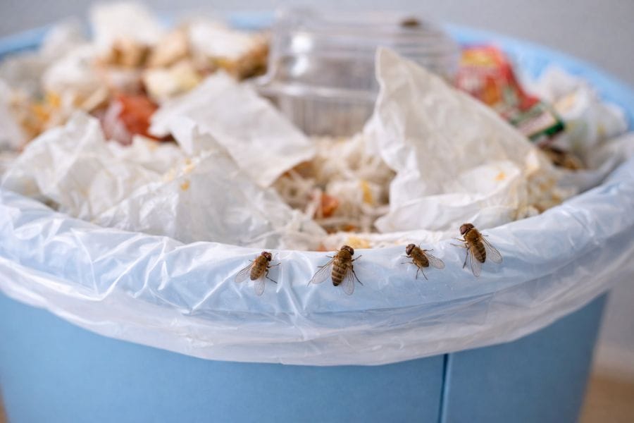 ゴミ箱のコバエはなぜ湧く？どこから来た？