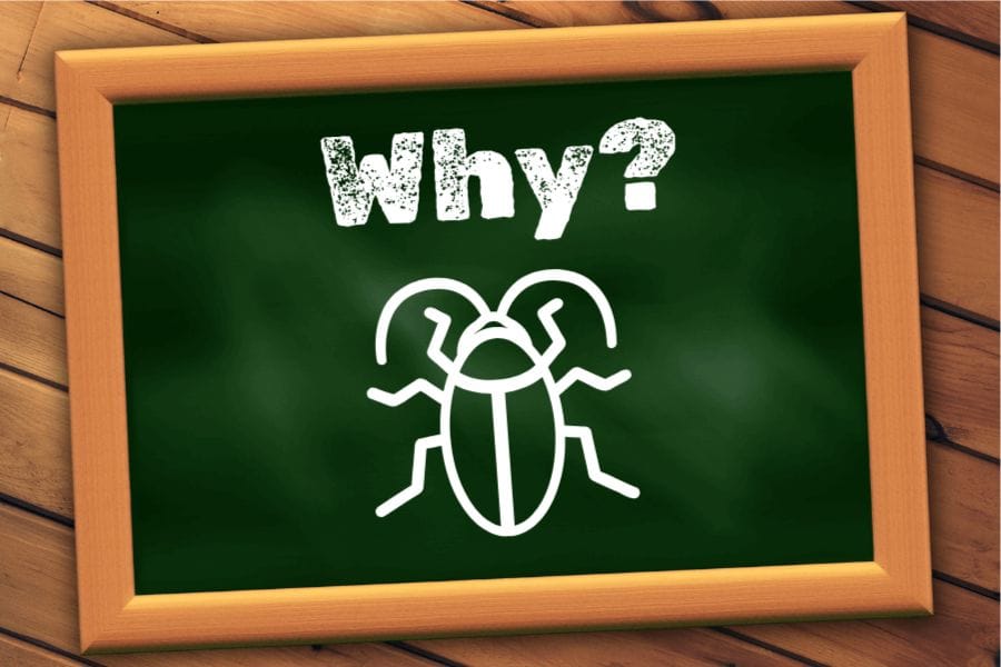 ゴキブリの触覚が長いのはなぜ？