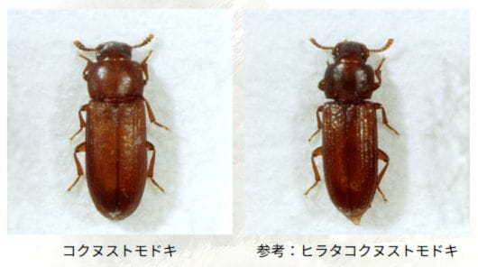 触覚ないゴキブリに似た虫の正体