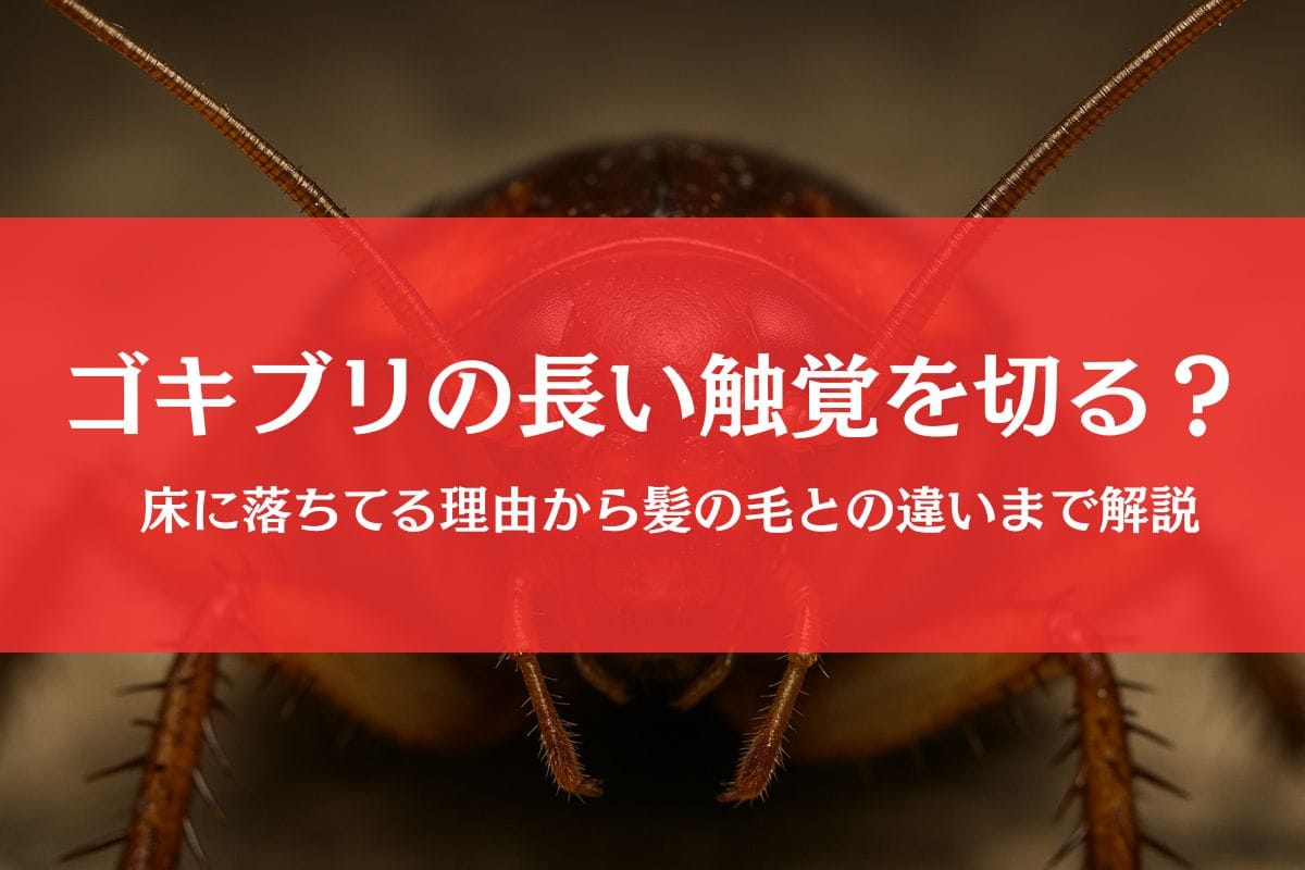 ゴキブリの長い触角を切るとどうなる？床に落ちてる＆ない理由を徹底解説