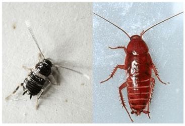 幼虫と若齢ゴキブリ