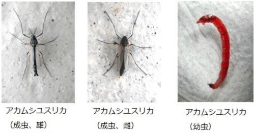 滋賀県ではユスリカをびわこ虫と呼ぶ