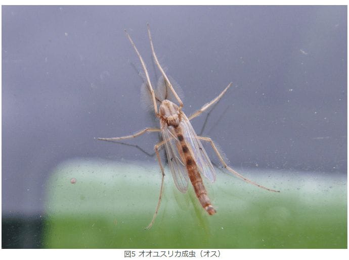 耳元でプーンと聞こえるのは蚊以外の可能性もある？