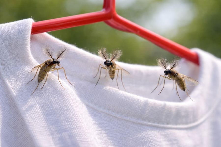 ユスリカに害はある？刺さないのは本当？